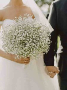 ژیپسوفیلا (Gypsophila)