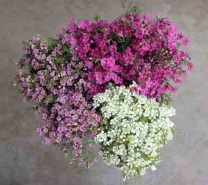 گل عروس (Waxflower)